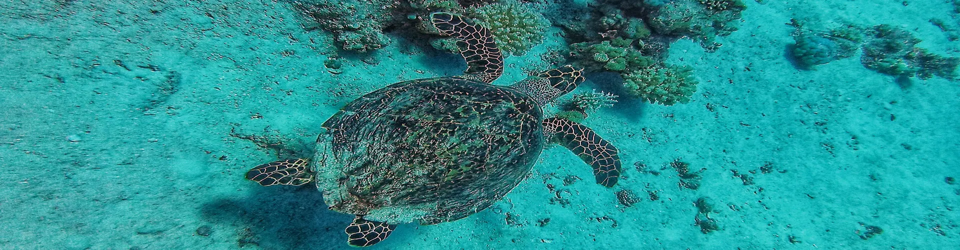 Dive Sites