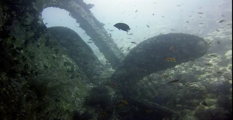 Wreck Diver