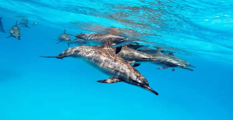 Divemaster