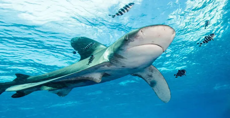 Divemaster