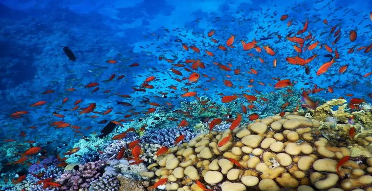 Introductory dive