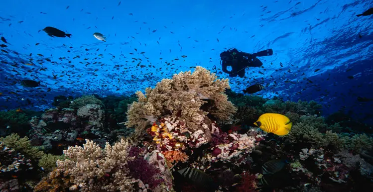 Open Water Diver