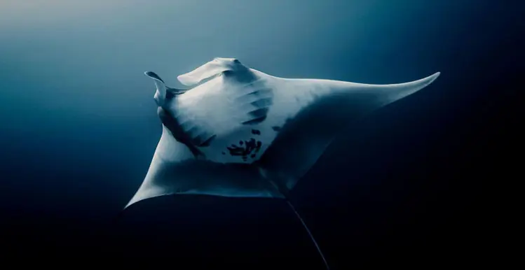 Deep Diver