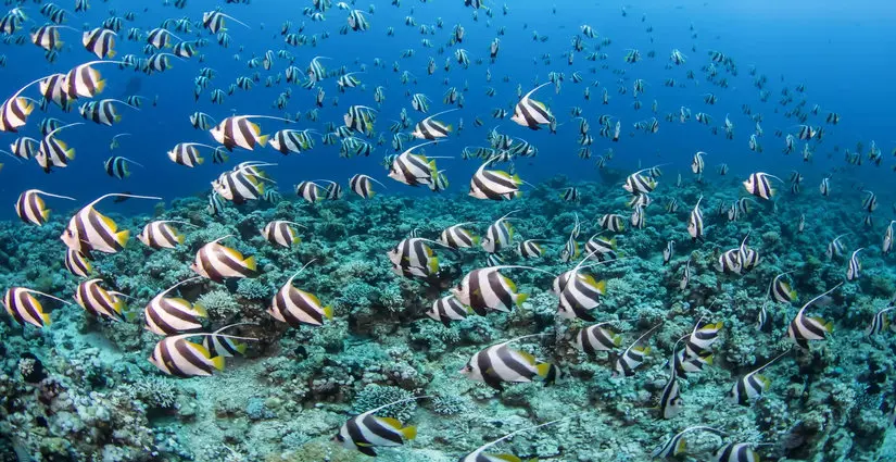 Carless Reef