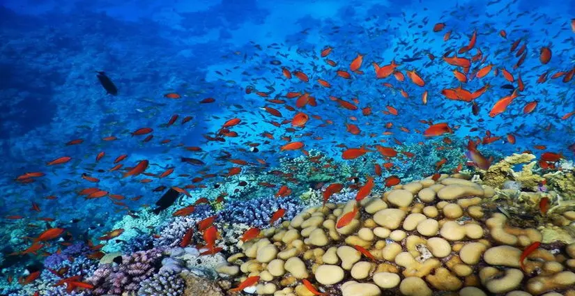 Panorama reef
