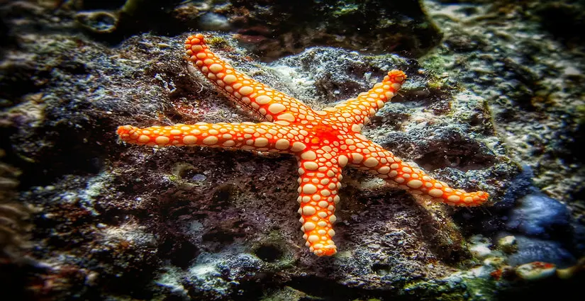 Banana Reef
