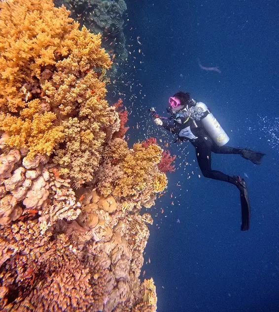 daily diving